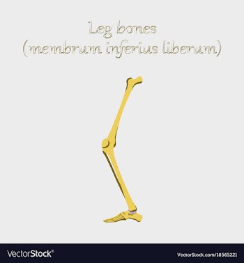 Human organ icon in flat style leg bone vector image
