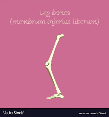 Human organ icon in flat style leg bone vector image
