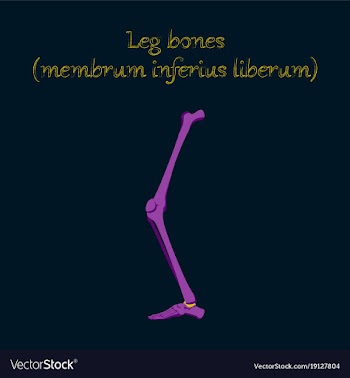 Human organ icon in flat style leg bone vector image