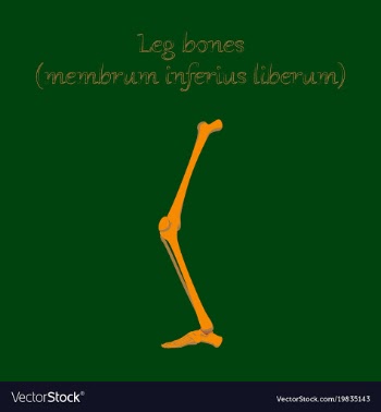 Human organ icon in flat style leg bone vector image