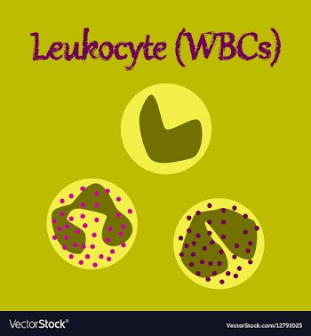 Human organ icon in flat style leukocyte vector image