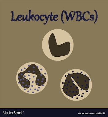 Human organ icon in flat style leukocyte vector image