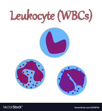 Human organ icon in flat style leukocyte vector image