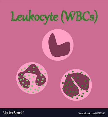 Human organ icon in flat style leukocyte vector image