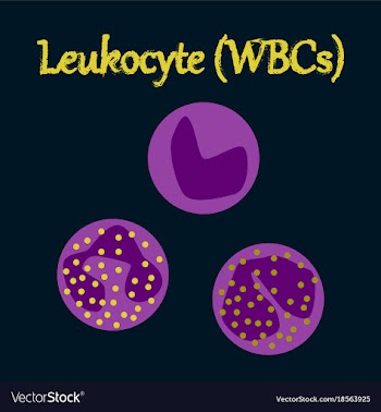 Human organ icon in flat style leukocyte vector image