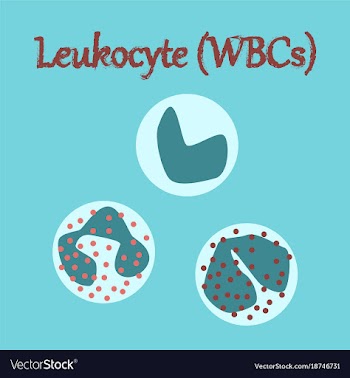 Human organ icon in flat style leukocyte vector image