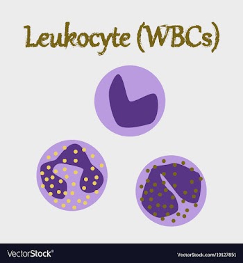 Human organ icon in flat style leukocyte vector image
