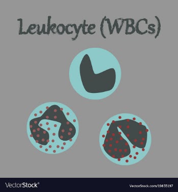 Human organ icon in flat style leukocyte vector image