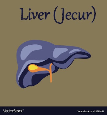 Human organ icon in flat style liver vector image
