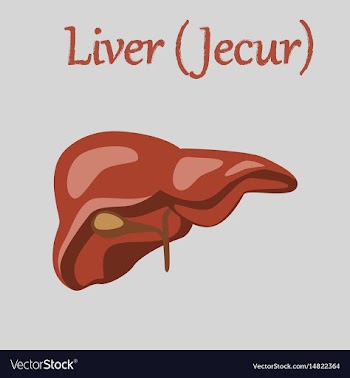 Human organ icon in flat style liver vector image