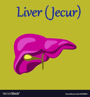 Human organ icon in flat style liver vector image
