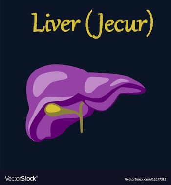 Human organ icon in flat style liver vector image