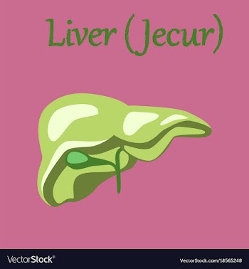 Human organ icon in flat style liver vector image