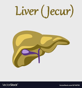 Human organ icon in flat style liver vector image