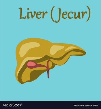 Human organ icon in flat style liver vector image