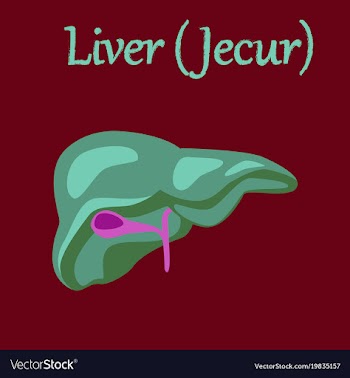 Human organ icon in flat style liver vector image