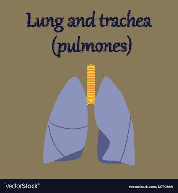 Human organ icon in flat style lungs and trachea vector image