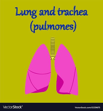 Human organ icon in flat style lungs and trachea vector image