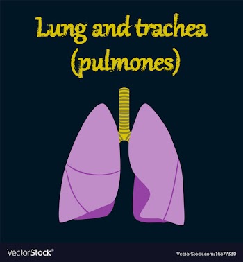 Human organ icon in flat style lungs and trachea vector image