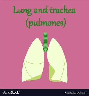 Human organ icon in flat style lungs and trachea vector image