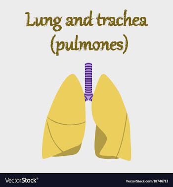 Human organ icon in flat style lungs and trachea vector image