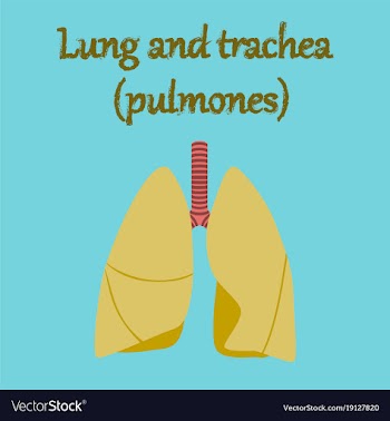 Human organ icon in flat style lungs and trachea vector image