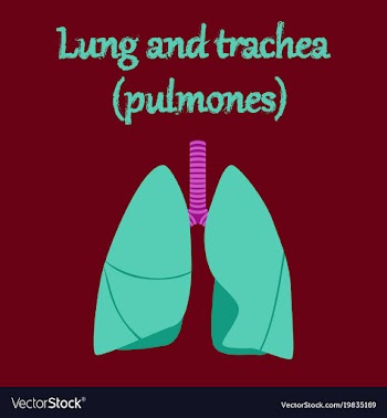 Human organ icon in flat style lungs and trachea vector image
