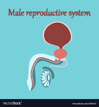 Human organ icon in flat style Male Reproductive vector image