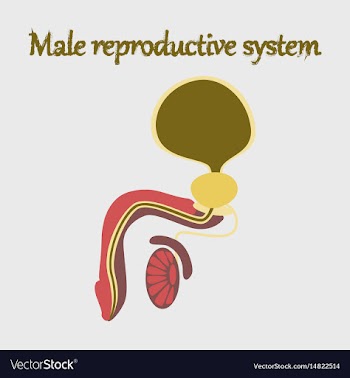 Human organ icon in flat style male reproductive vector image