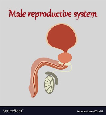 Human organ icon in flat style male reproductive vector image