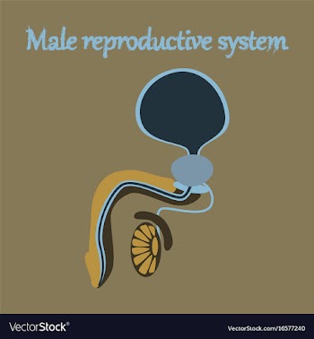 Human organ icon in flat style male reproductive vector image
