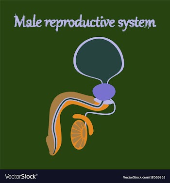Human organ icon in flat style male reproductive vector image