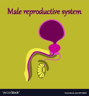 Human organ icon in flat style male reproductive vector image