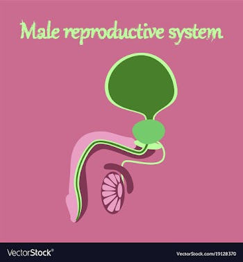 Human organ icon in flat style male reproductive vector image