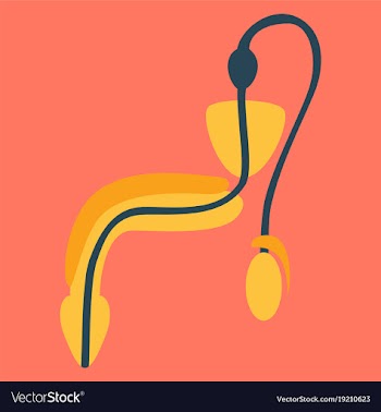 Human organ icon in flat style male reproductive vector image