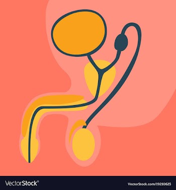 Human organ icon in flat style male reproductive vector image