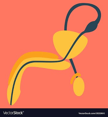 Human organ icon in flat style male reproductive vector image