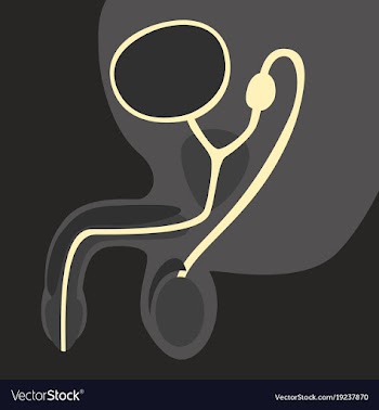 Human organ icon in flat style male reproductive vector image