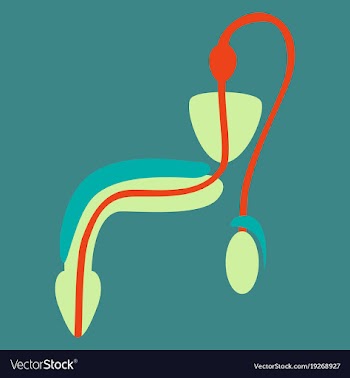 Human organ icon in flat style male reproductive vector image