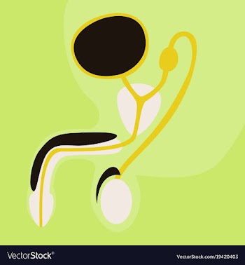 Human organ icon in flat style male reproductive vector image