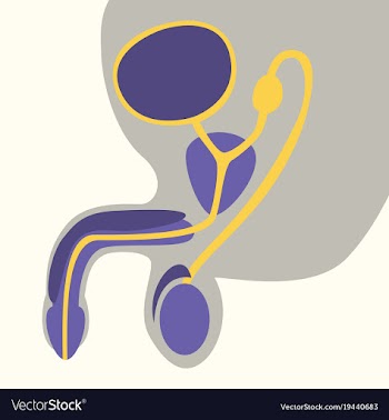 Human organ icon in flat style male reproductive vector image