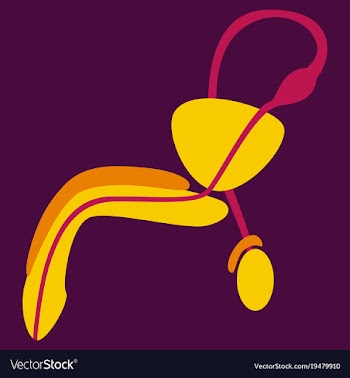 Human organ icon in flat style male reproductive vector image
