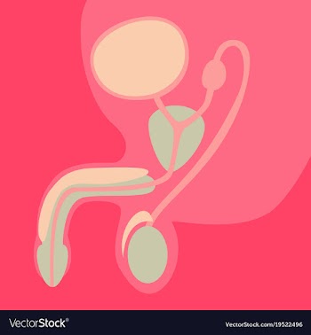 Human organ icon in flat style male reproductive vector image