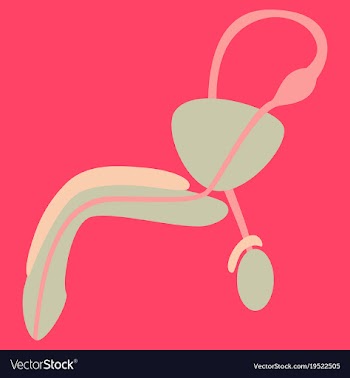 Human organ icon in flat style male reproductive vector image