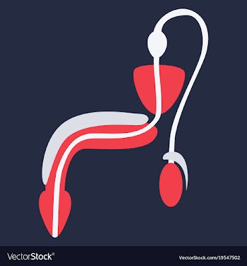 Human organ icon in flat style male reproductive vector image
