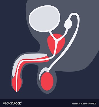Human organ icon in flat style male reproductive vector image