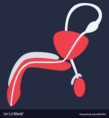 Human organ icon in flat style male reproductive vector image