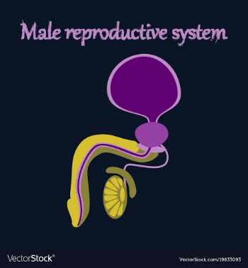 Human organ icon in flat style male reproductive vector image