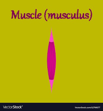 Human organ icon in flat style muscle vector image