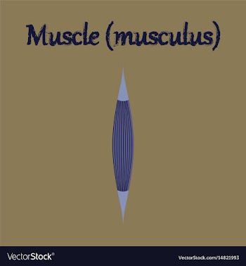 Human organ icon in flat style muscle vector image
